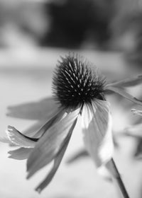Post Velum - Greeting Cards