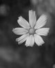 Flou