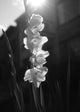 Gladiolus