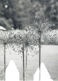 Post Velum - Greeting Cards